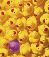 Ducks