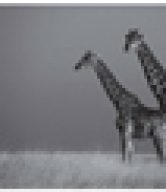 Giraffes