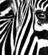 Zebras